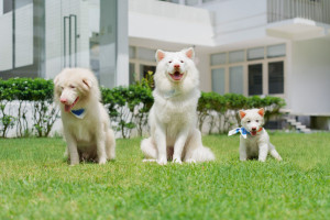 Tạm Biệt Gohan chiếm top  phòng vé Việt
